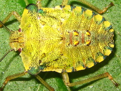 Pentatoma semiannulata