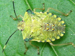Pentatoma semiannulata
