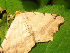 Macaria shanghaisaria