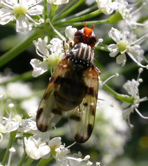 Otites porcus