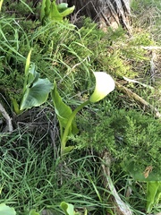 Zantedeschia