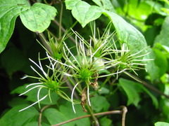 Clematis trichotoma
