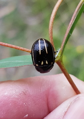Paropsisterna lineata
