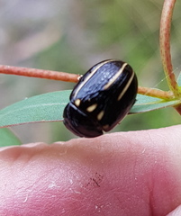 Paropsisterna lineata