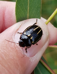 Paropsisterna lineata