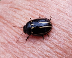 Paropsisterna lineata