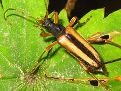 Pidonia gibbicollis