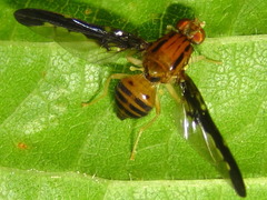 Acidiostigma polyfasciatum