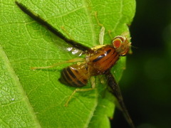 Acidiostigma polyfasciatum