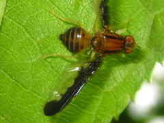 Acidiostigma polyfasciatum
