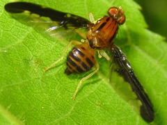 Acidiostigma polyfasciatum
