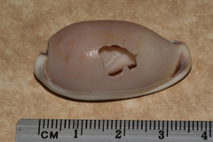 Erronea cylindrica