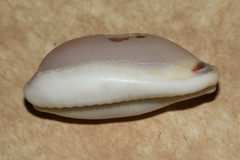 Erronea cylindrica
