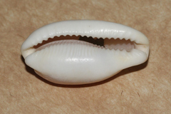 Erronea cylindrica