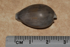 Erronea subviridis dorsalis