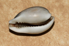 Erronea subviridis dorsalis