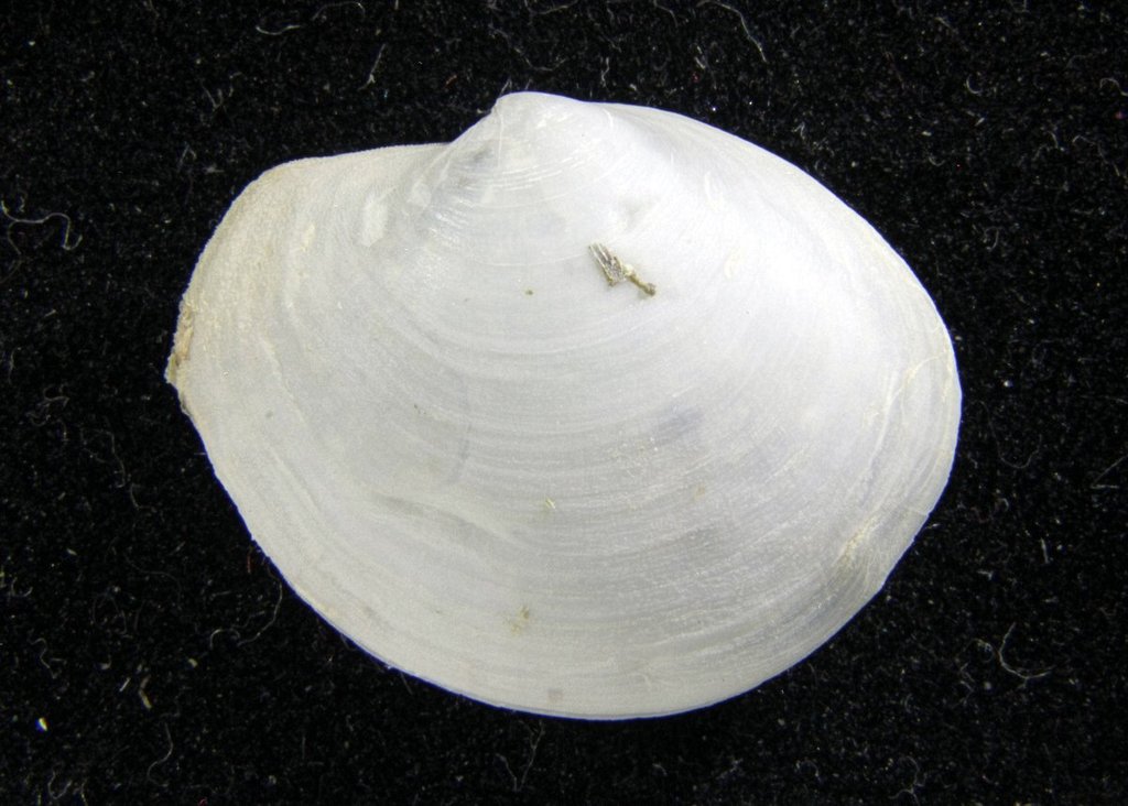 Spoon Clams