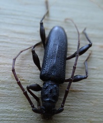 Callidiopis scutellaris