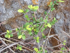 Phyllanthus cochinchinensis