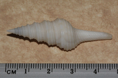 Turridae