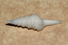 Turridae