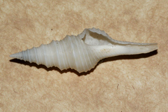 Turridae