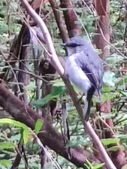 Eopsaltria georgiana