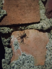 Dysderoidea