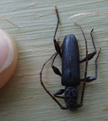 Callidiopis scutellaris