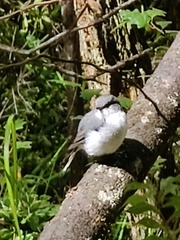 Eopsaltria georgiana