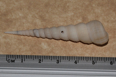 Turritella terebra