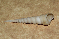 Turritella terebra