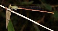Ceriagrion olivaceum