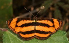 Pantoporia paraka