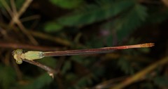 Ceriagrion olivaceum