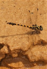 Paragomphus capricornis