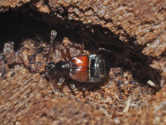 Tyrus mucronatus