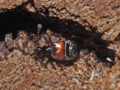Tyrus mucronatus