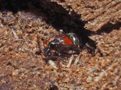 Tyrus mucronatus