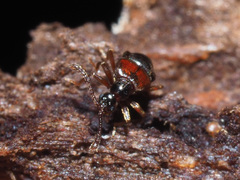 Tyrus mucronatus