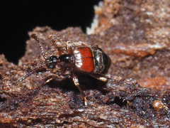 Tyrus mucronatus