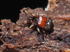 Tyrus mucronatus