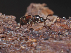 Tyrus mucronatus