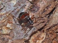 Tyrus mucronatus