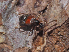 Tyrus mucronatus
