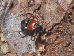 Tyrus mucronatus