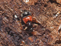Tyrus mucronatus