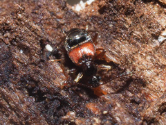 Tyrus mucronatus