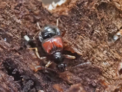 Tyrus mucronatus