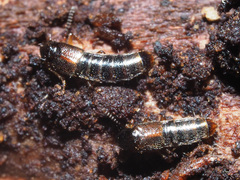 Gabrius splendidulus